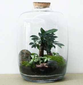 PLANT TERRARIUMS