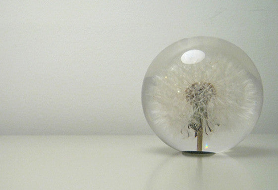 hafod grange dandelion paperweight papirvægt areastore.dk