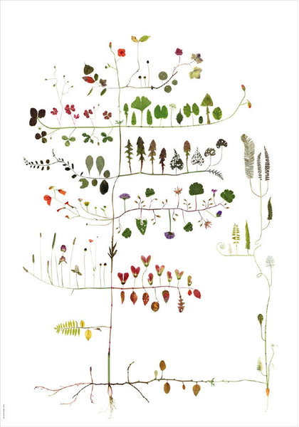 lottas trees poster print botanik multitree køb i areastore.dk