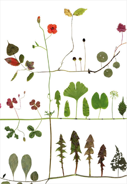 lottas trees poster print botanik multitree køb i areastore.dk